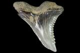 Hemipristis Shark Tooth Fossil - Virginia #96555-1
